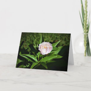 Peony, tarjeta