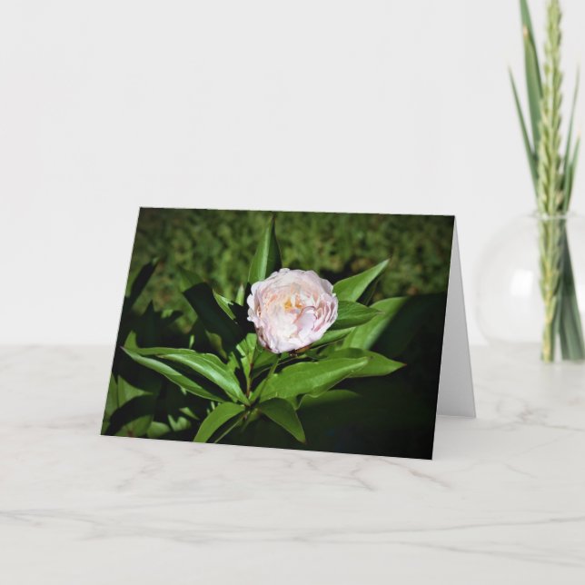 Peony, tarjeta (Anverso)