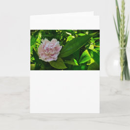 Peony, tarjeta