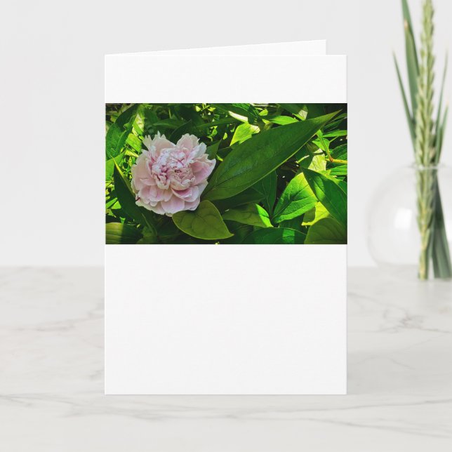 Peony, tarjeta (Anverso)