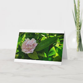 Peony, tarjeta