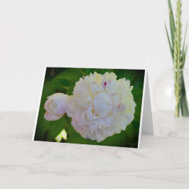 Peony, tarjeta