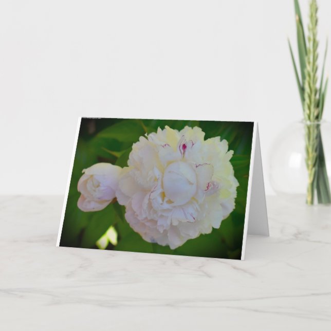 Peony, tarjeta (Anverso)