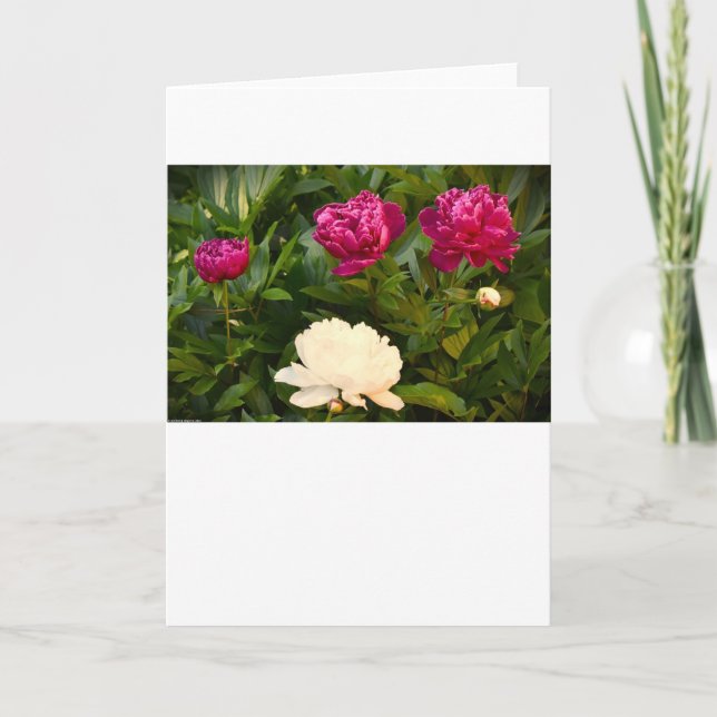 Peony, tarjeta (Anverso)