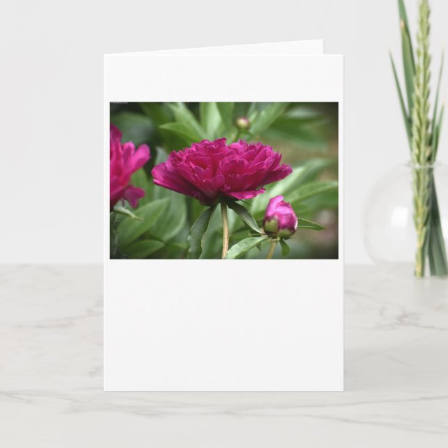 Peony, tarjeta (Anverso)