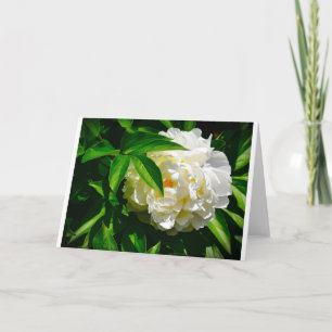 Peony, tarjeta