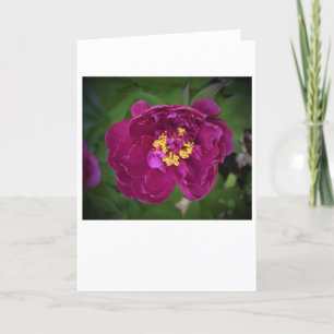 Peony, tarjeta