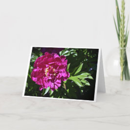 Peony, tarjeta