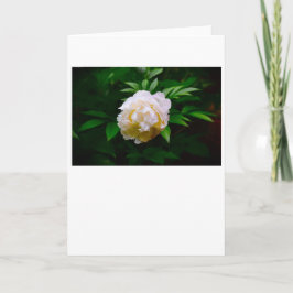 Peony, tarjeta