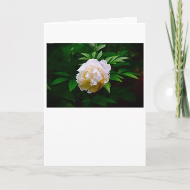 Peony, tarjeta (Anverso)