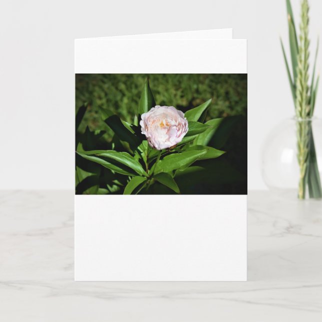 Peony, tarjeta (Anverso)