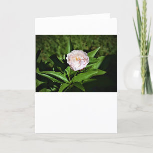 Peony, tarjeta