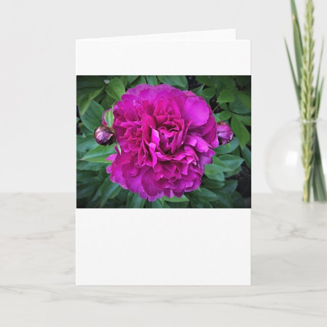 Peony, tarjeta (Anverso)