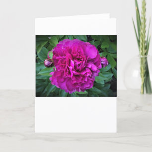 Peony, tarjeta
