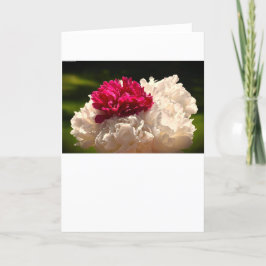 Peony, tarjeta