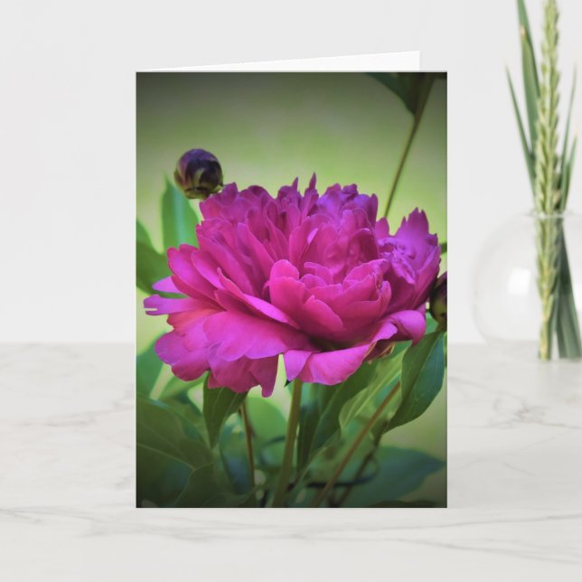 Peony, tarjeta (Anverso)