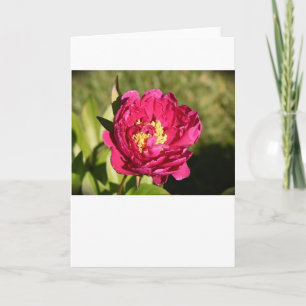 Peony, tarjeta