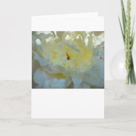 Peony, tarjeta