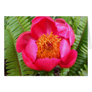 Peony y Ferns