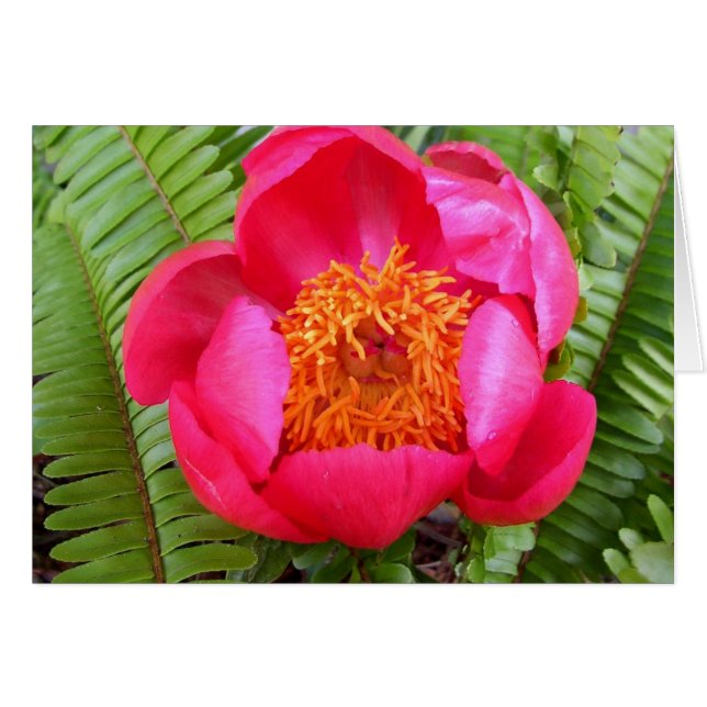 Peony y Ferns (Anverso (Horizontal))