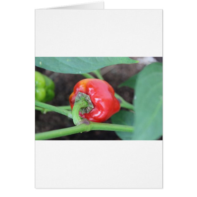 Pepper Garden Mix (Frente)