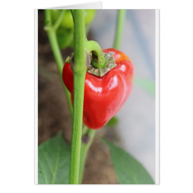 Pepper rojo dulce (Frente)