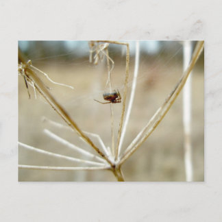 Pequeña araña en la tarjeta de la reina seca de An