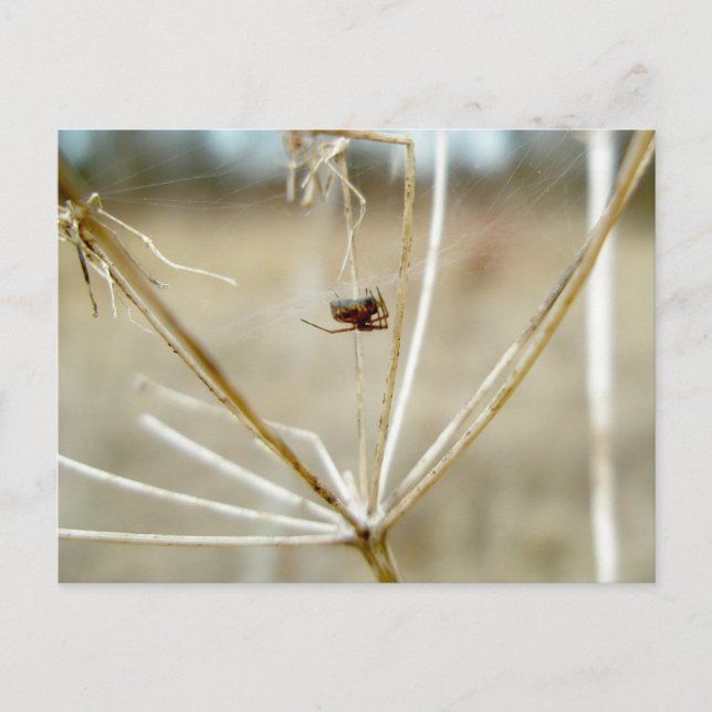 Pequeña araña en la tarjeta de la reina seca de An (Anverso)