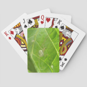 Pequeña araña jugando cartas