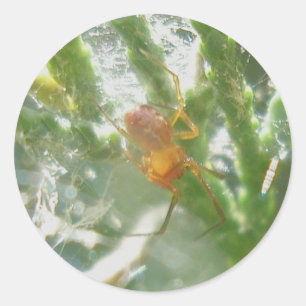 Pequeña araña roja para los Pegatinas Juniper