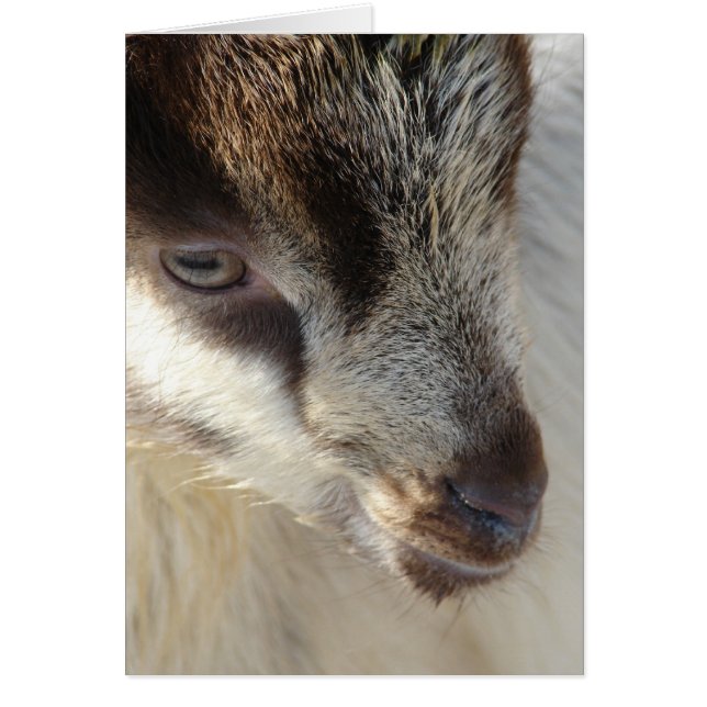 Pequeña cabra (Frente)