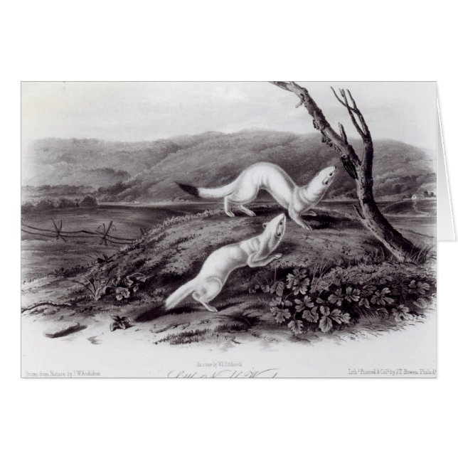 Pequeña comadreja ágil (Anverso (Horizontal))