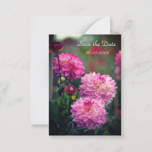Pequeña Flor de Dahlia rosa y blanca Guardar la tarjeta de