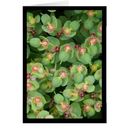 Pequeña Flora Verde - Canción de Sol. Tarjeta de f