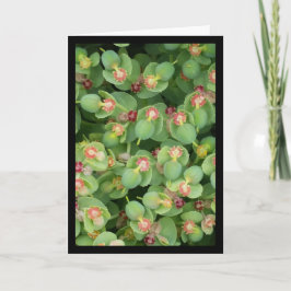 Pequeña Flora Verde - Canción de Sol. Tarjeta de f