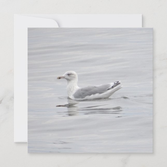 Pequeña gaviota (Anverso)