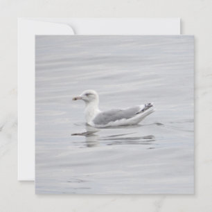 Pequeña gaviota