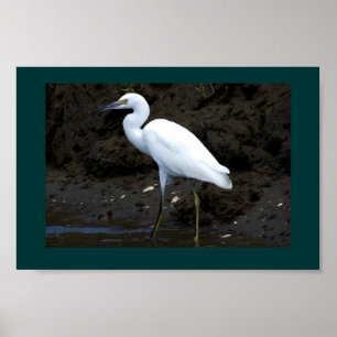 Pequeña impresión de Egret