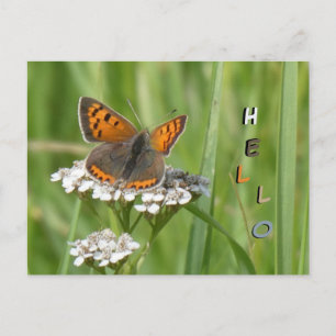 Pequeña mariposa de cobre Cust. HOLA Tarjeta posta
