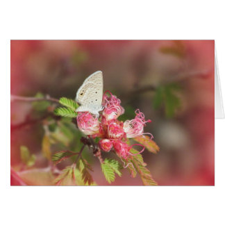 Pequeña mariposa en la flor rosa