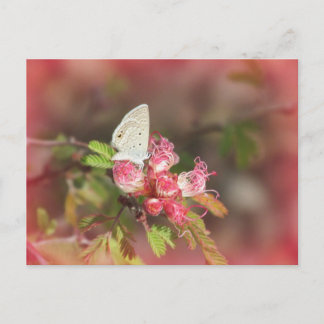 Pequeña mariposa en la postal de la flor rosa