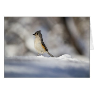 Pequeña Nieve