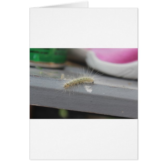 Pequeña oruga (Frente)