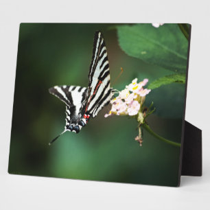 Pequeña placa de cebra