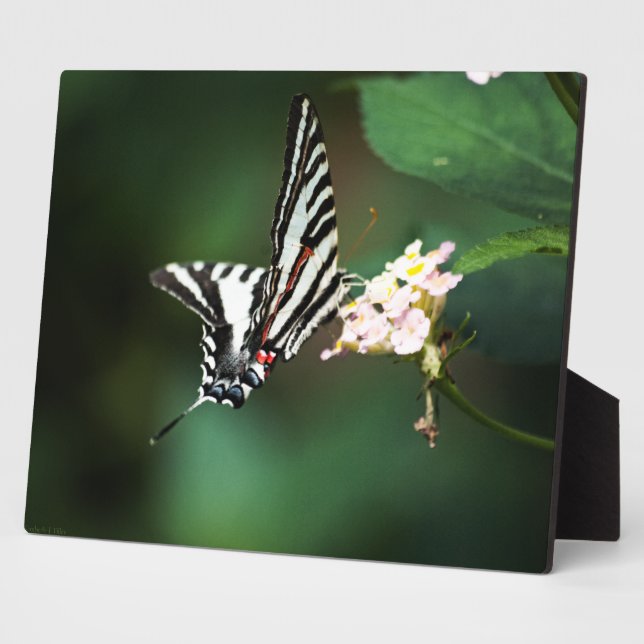 Pequeña placa de cebra (Lado)