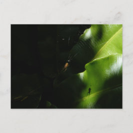 Pequeña postal araña