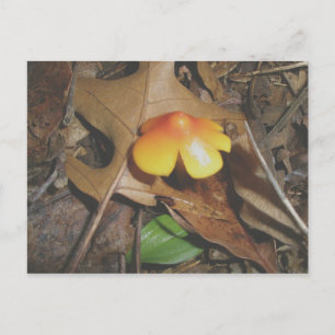 Pequeña postal de champiñón rojo amarillo