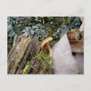 Pequeña postal de hongos de noviembre