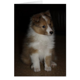 "Pequeña Sargento" Shetland Sheepdog Puppy