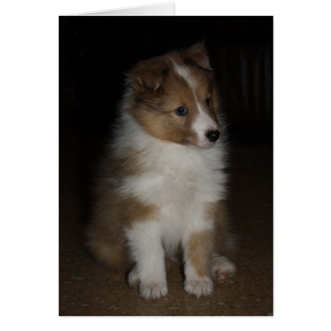 "Pequeña Sargento" Shetland Sheepdog Puppy (Frente)